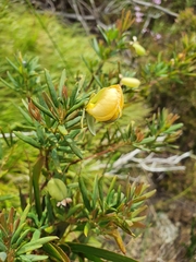 Gompholobium virgatum