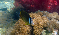 Chaetodon auripes