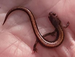 Plethodon serratus