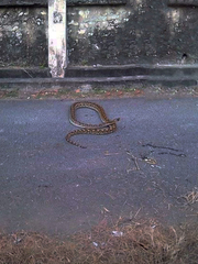 Malayopython reticulatus