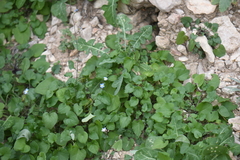 Mimophytum alienoides