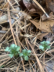 Obolaria virginica