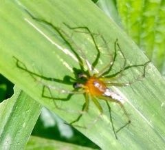 Araneae
