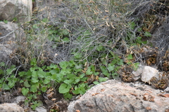 Mimophytum alienoides