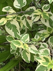 Asystasia gangetica image