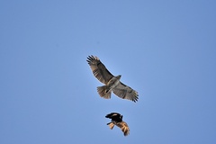 Corvus brachyrhynchos