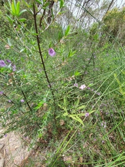 Prostanthera scutellarioides