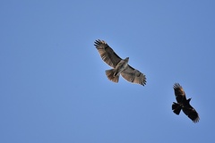 Corvus brachyrhynchos