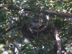 Malayopython reticulatus