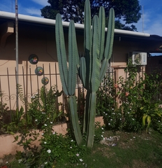 Isolatocereus dumortieri