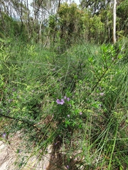Prostanthera scutellarioides
