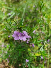 Prostanthera scutellarioides