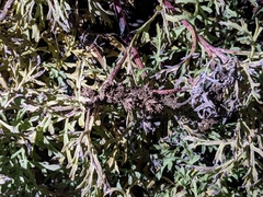 Ambrosia chamissonis