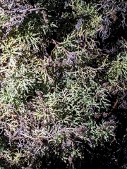 Ambrosia chamissonis