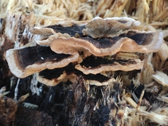 Trametes versicolor