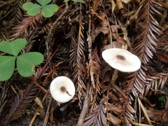 Lepiota atrodisca