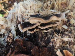 Trametes versicolor