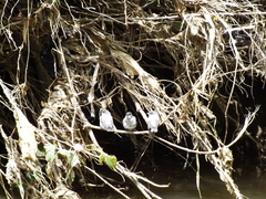 Serpophaga cinerea