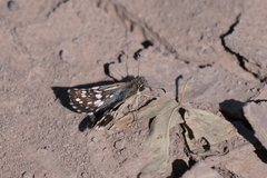 Burnsius orcynoides