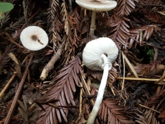 Lepiota atrodisca