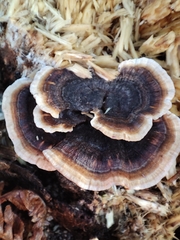 Trametes versicolor