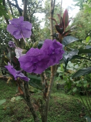 Brunfelsia pauciflora