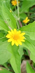 Sphagneticola trilobata