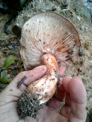 Tricholoma albobrunneum
