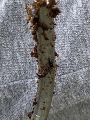 Odontomachus haematodus