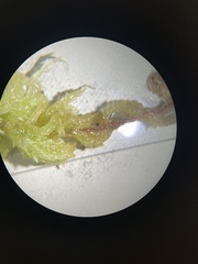 Sphagnum medium