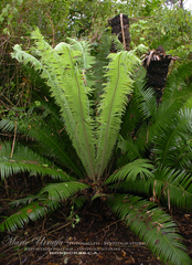 Dioon pectinatum