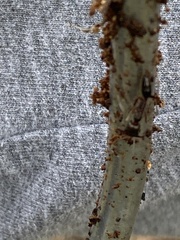 Odontomachus haematodus
