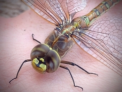 Rhionaeschna absoluta