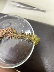 Sphagnum squarrosum