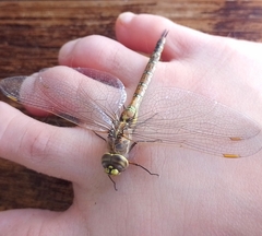 Rhionaeschna absoluta