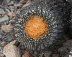 Copiapoa gigantea