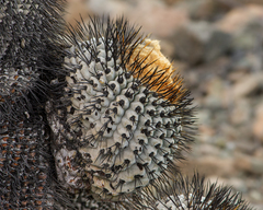 Copiapoa gigantea