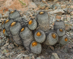 Copiapoa gigantea