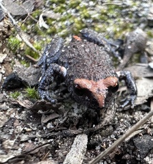 Pseudophryne australis