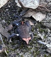 Pseudophryne australis