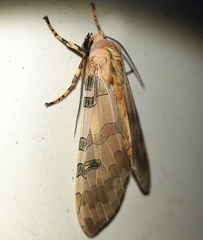 Halysidota