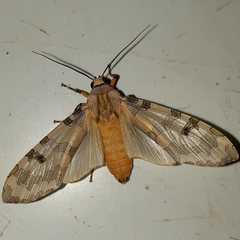 Halysidota