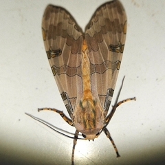 Halysidota