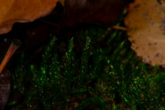 Thamnobryum alopecurum