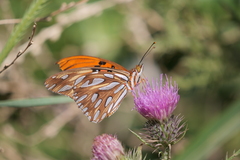 Dione vanillae maculosa