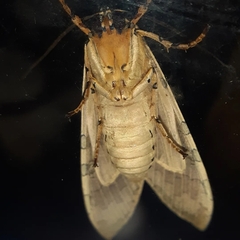Halysidota
