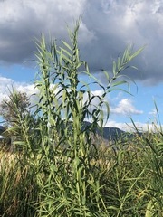 Arundo donax