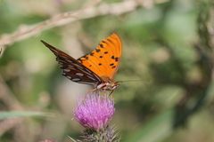 Dione vanillae maculosa