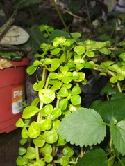 Pilea peploides