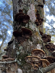 Fuscoporia gilva